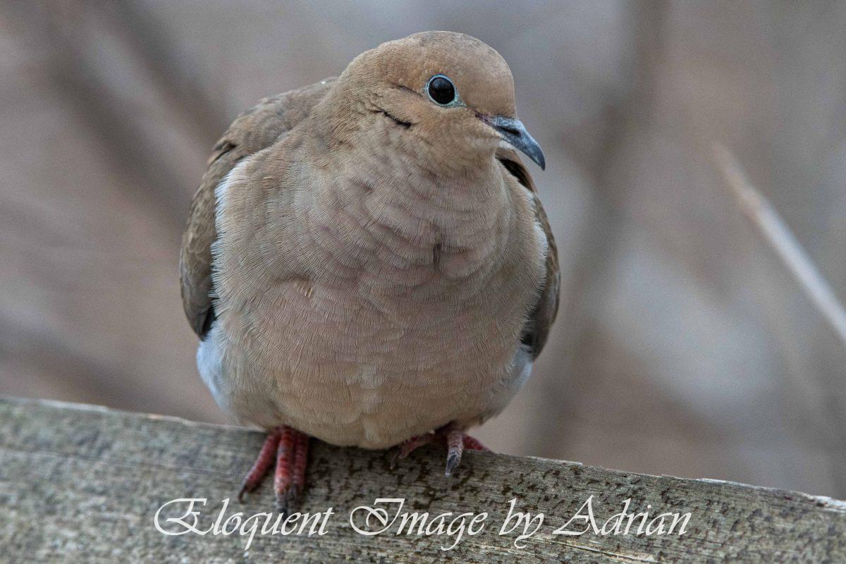 Mourning Dove
