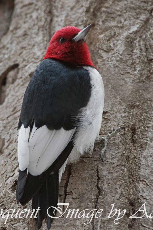 Red-headed Woodpecker