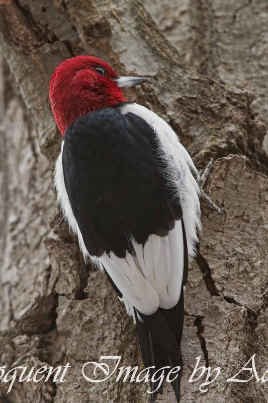 Red-headed Woodpecker