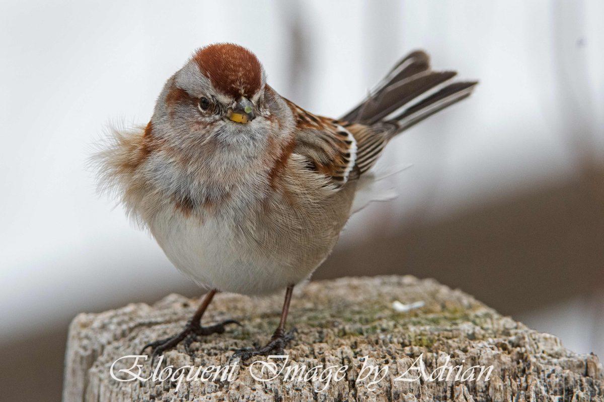 American Tree Sparrow