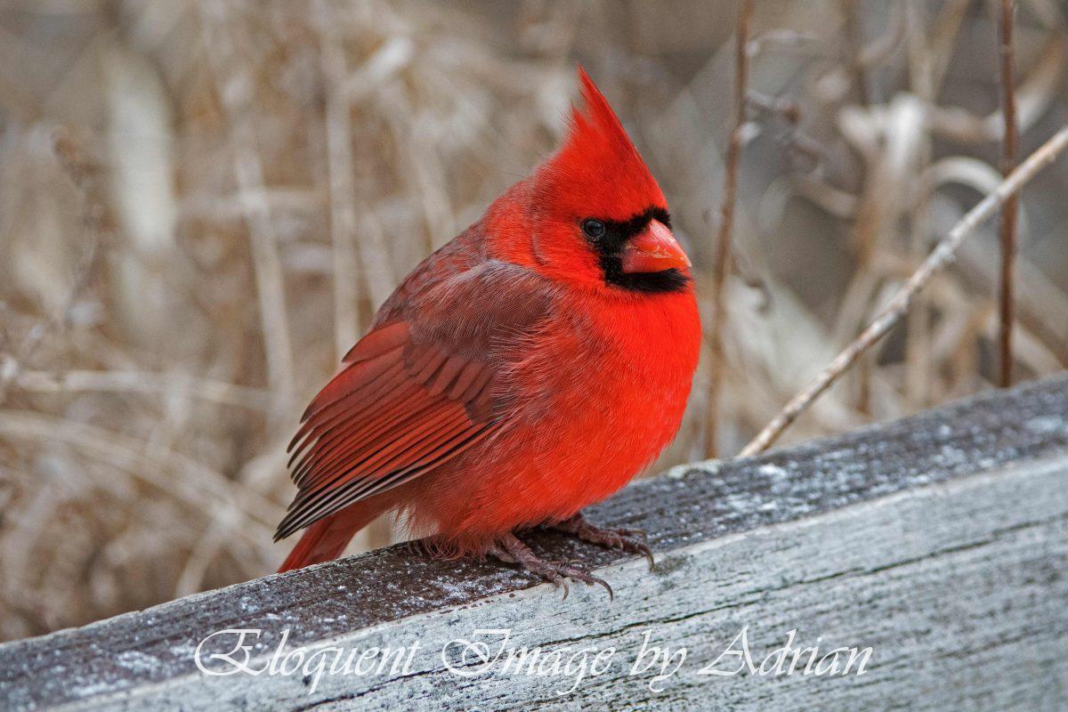 Northern Cardinal