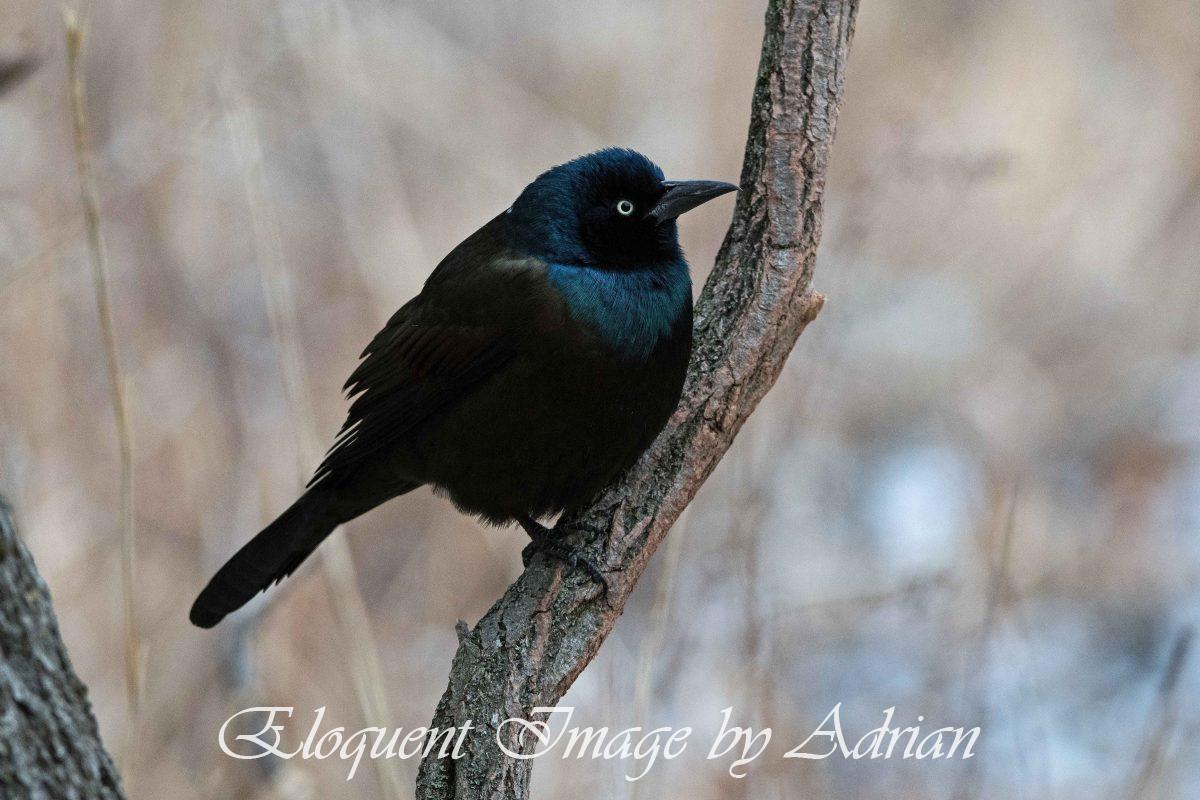 Common Grackle