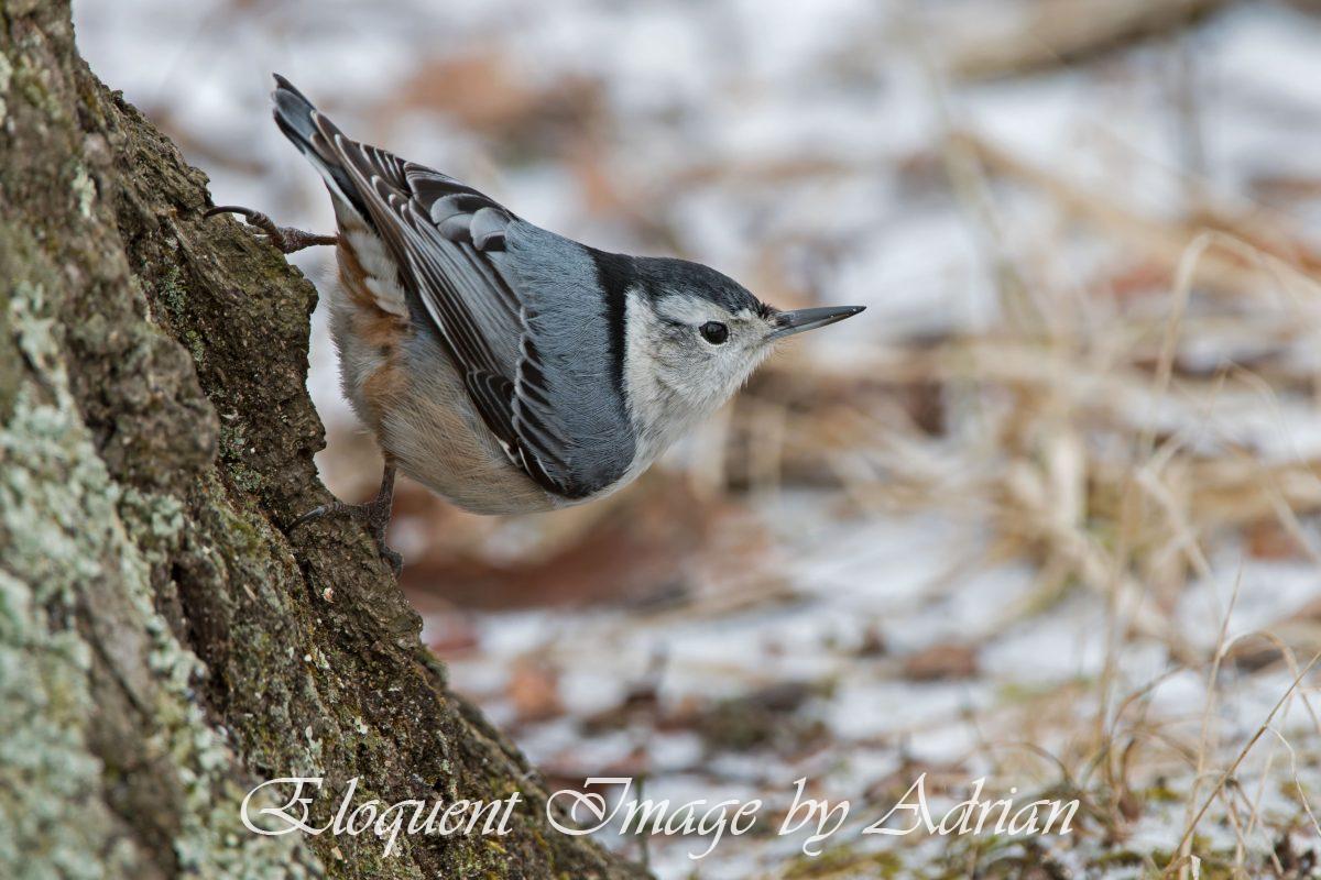 White-breasted Nuthatch