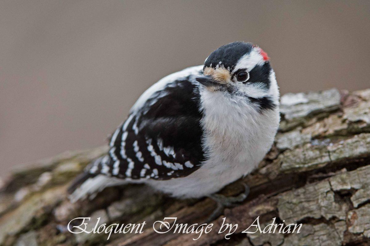 Downy Woodpecker
