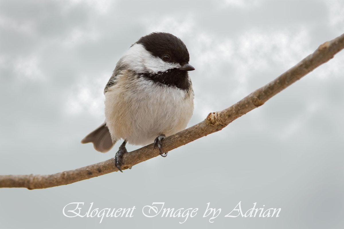 Black-capped Chickadee
