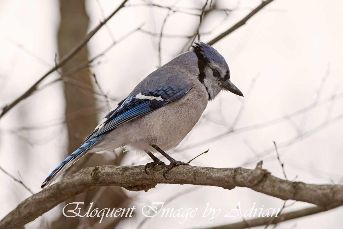 Blue Jay
