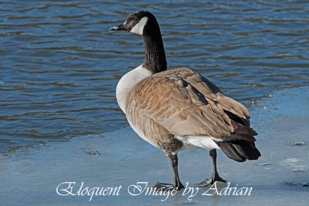 Canada Goose