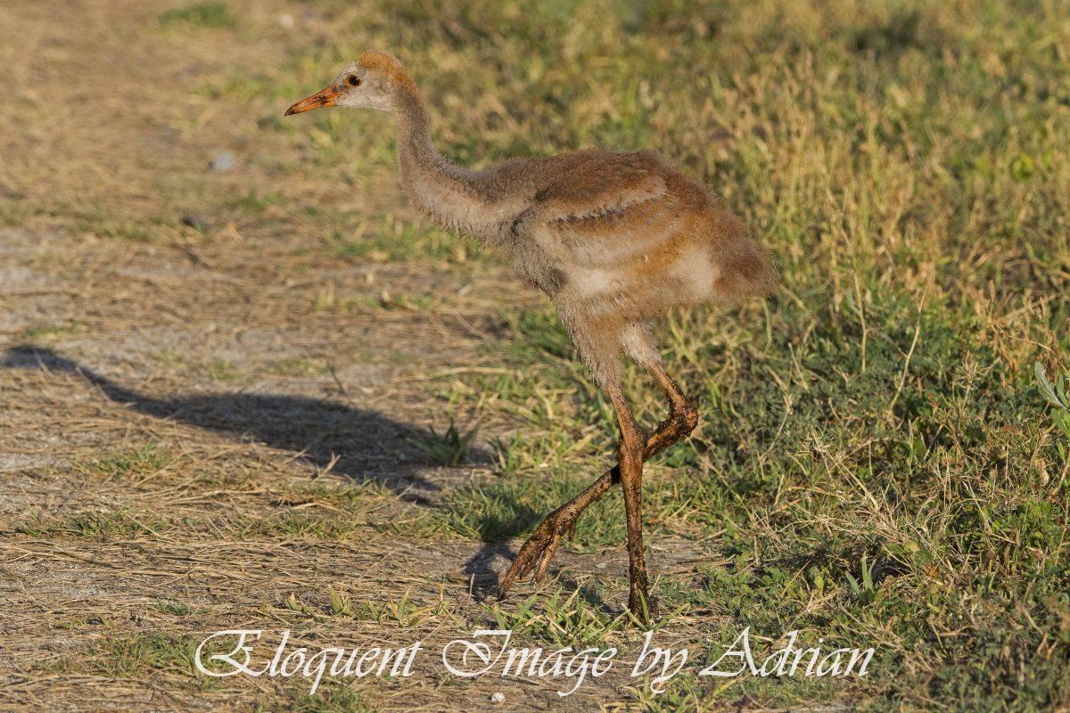 Sandhill Crane (Chick)