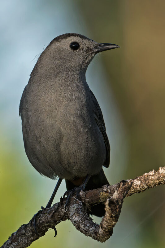 Gray Catbird