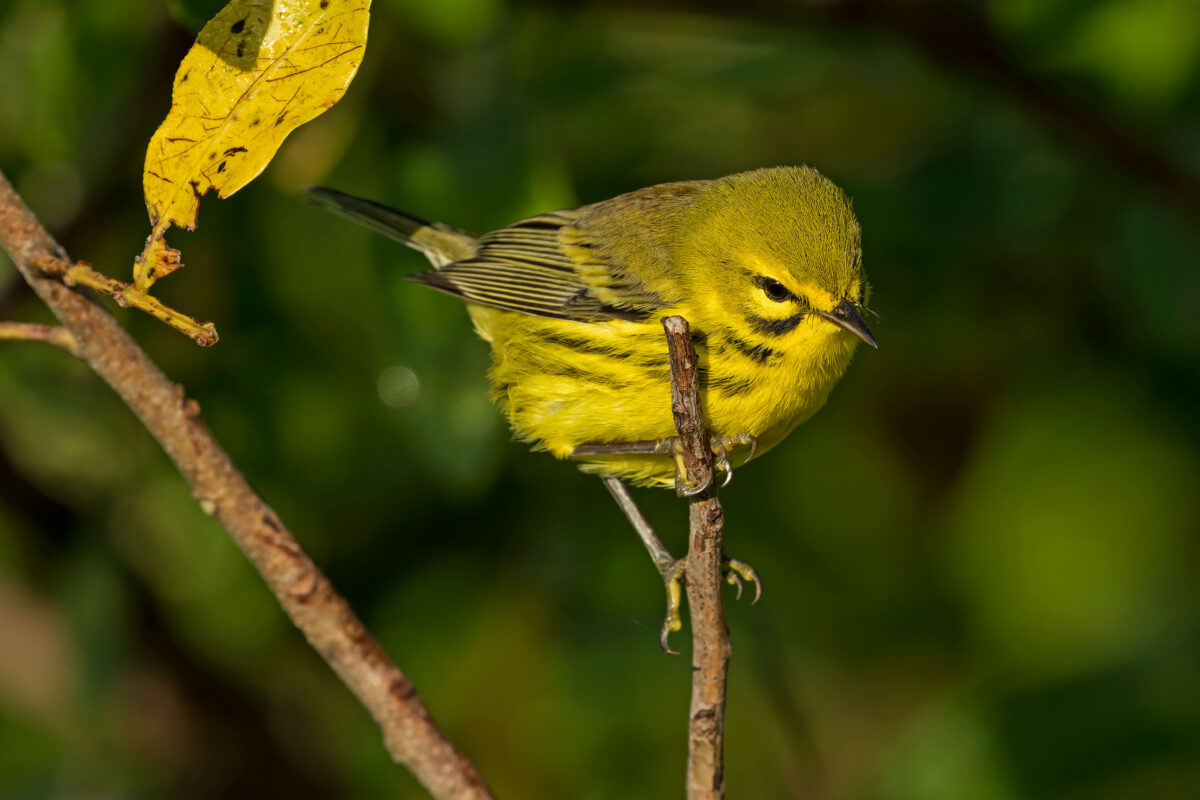 Prairie Warbler