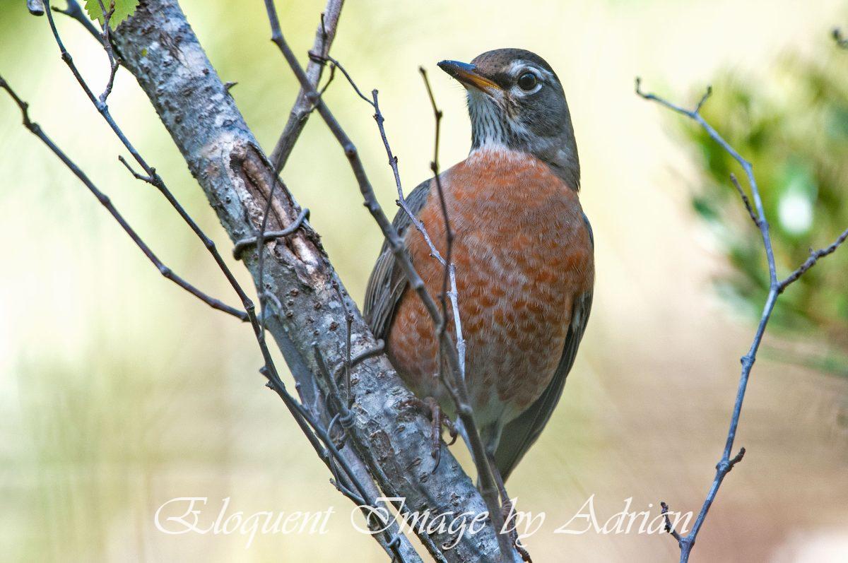 American Robin
