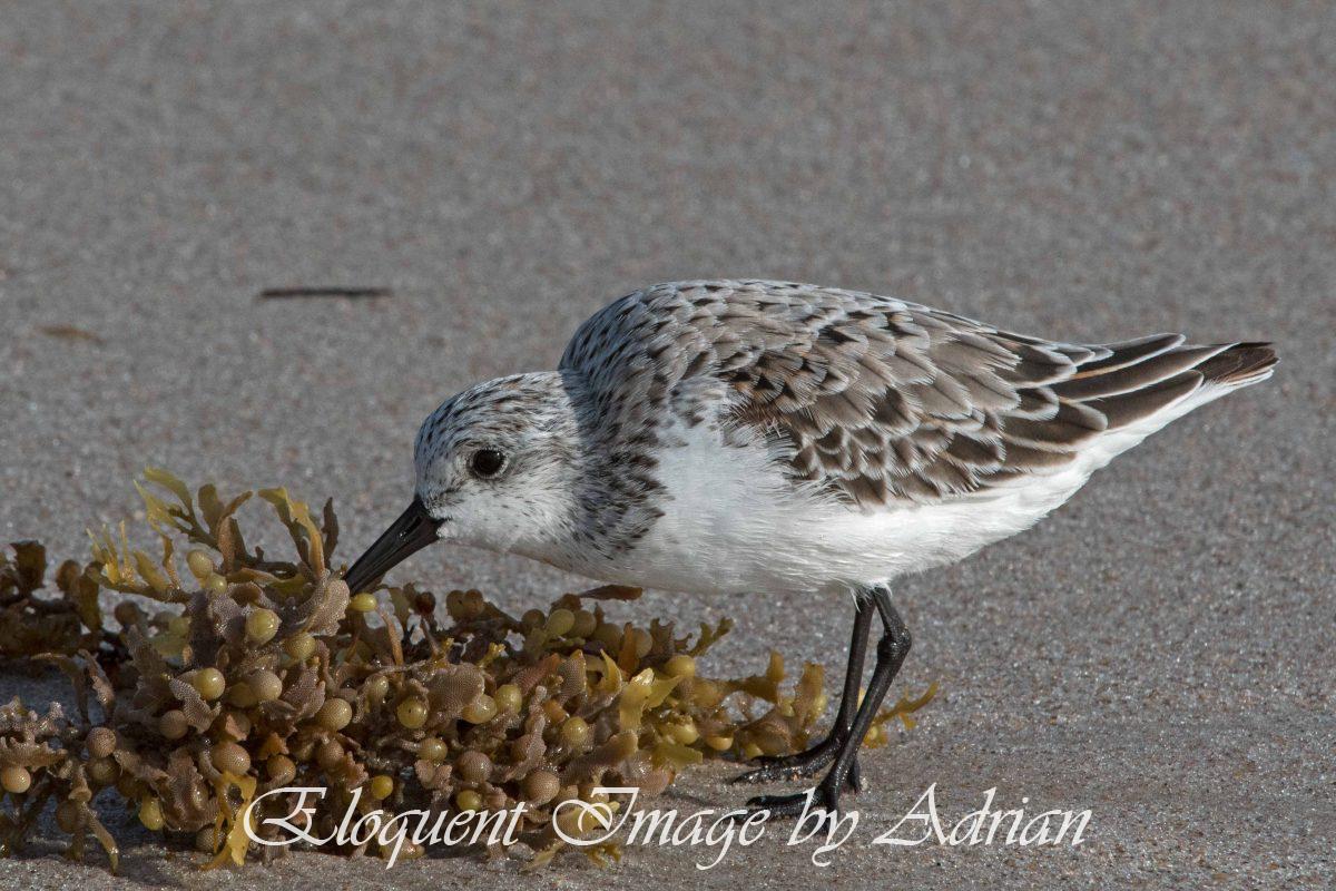 Sanderling