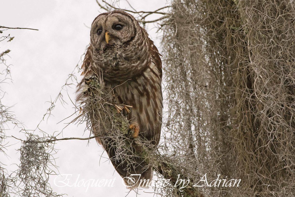 Barred Owl