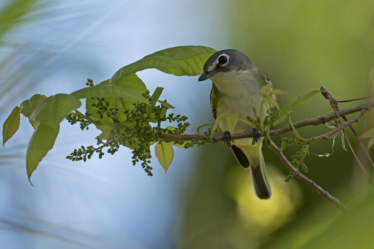 Blue-headed Vireo