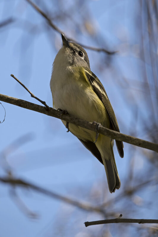 Blue-headed Vireo