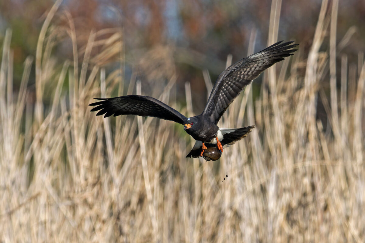 Snail Kite
