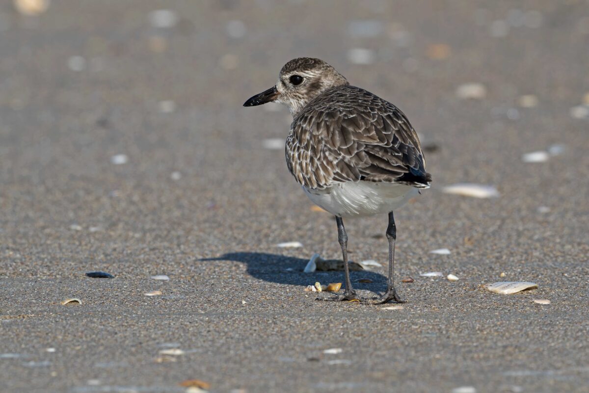 Black-bellied Plover