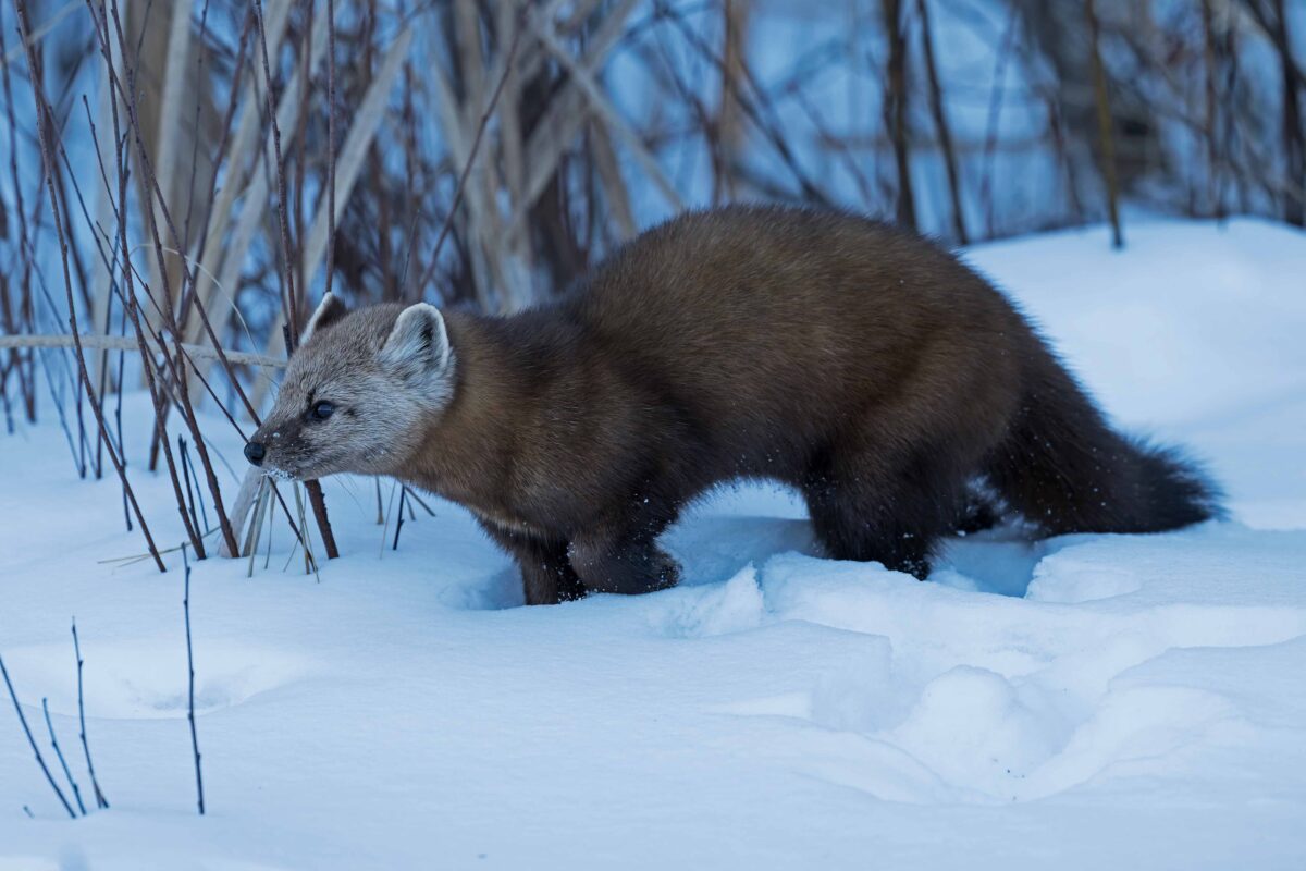 Pine Marten