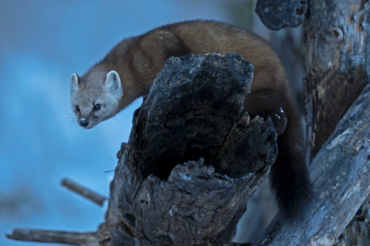 Pine Marten