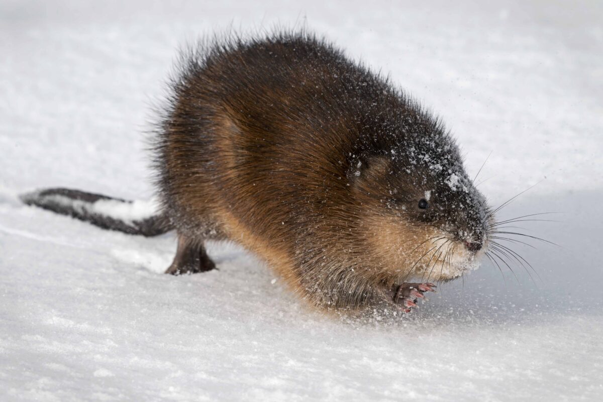 Muskrat
