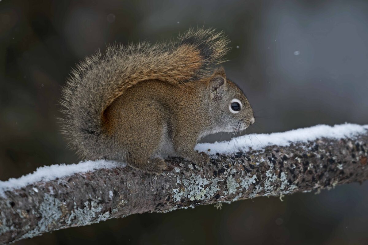 Red Squirrel